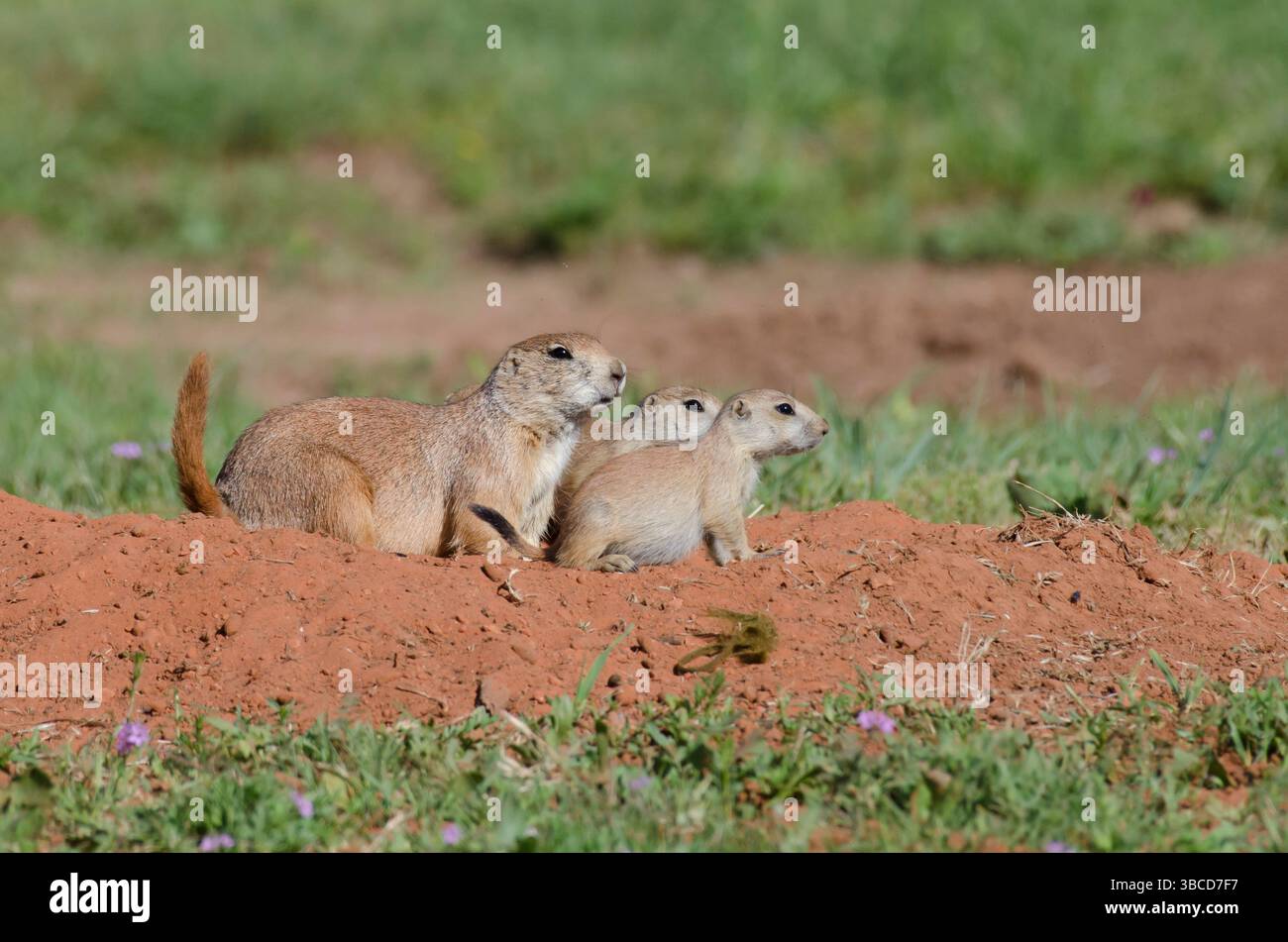 Schwarzschwanzhunde, Cynomys ludovicianus, Erwachsene mit Jungen Stockfoto