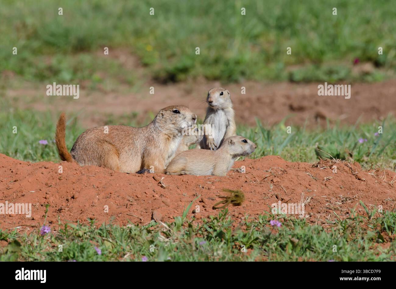 Schwarzschwanzhunde, Cynomys ludovicianus, Erwachsene mit Jungen Stockfoto