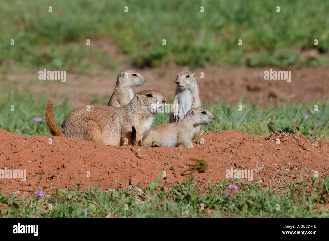 Schwarzschwanzhunde, Cynomys ludovicianus, Erwachsene mit Jungen Stockfoto