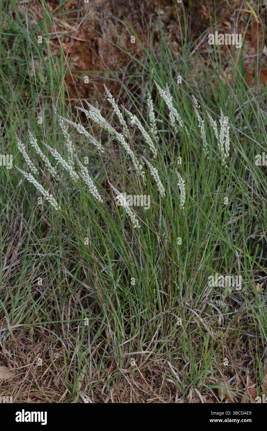Weißes Milkkraut, Polygala alba Stockfoto