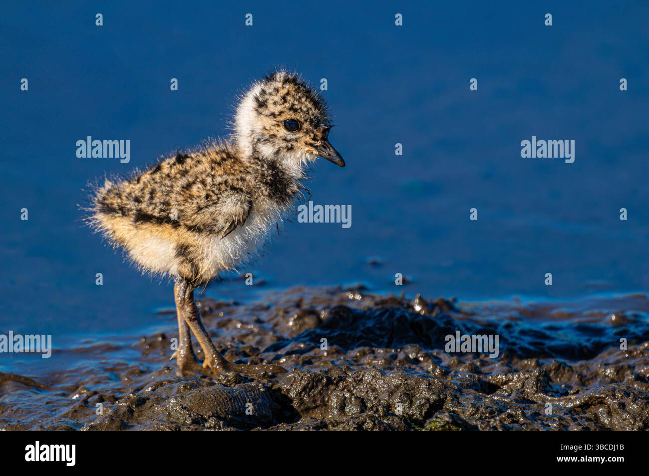Neu geschlüpftes Baby, das zum ersten Mal alleine rauskommt Stockfoto