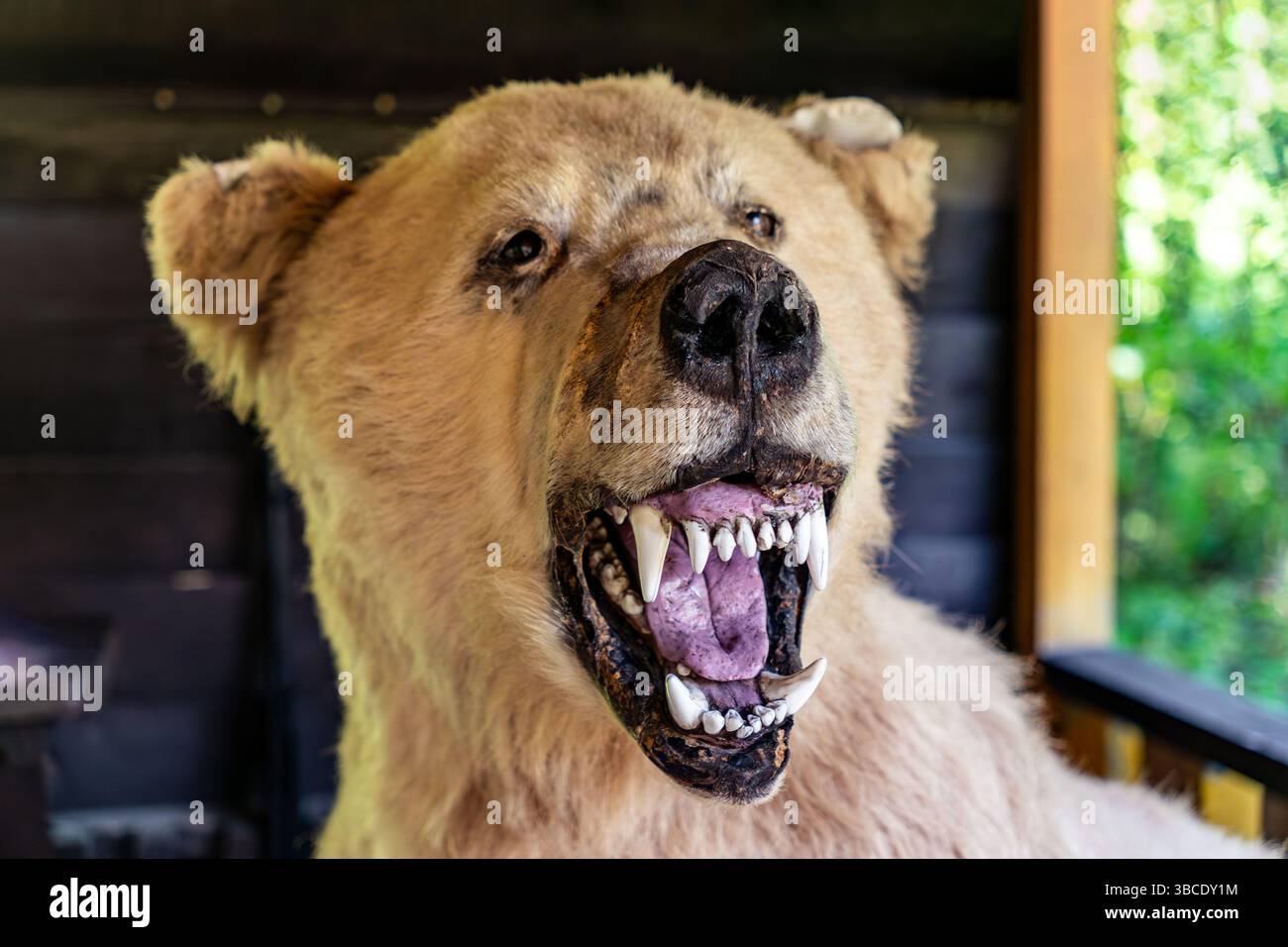 Echter gefüllter Braunbär auf der Schau. Die Präparation zeigt den Kopf des Bären, die großen Zähne und die Nase. Stockfoto