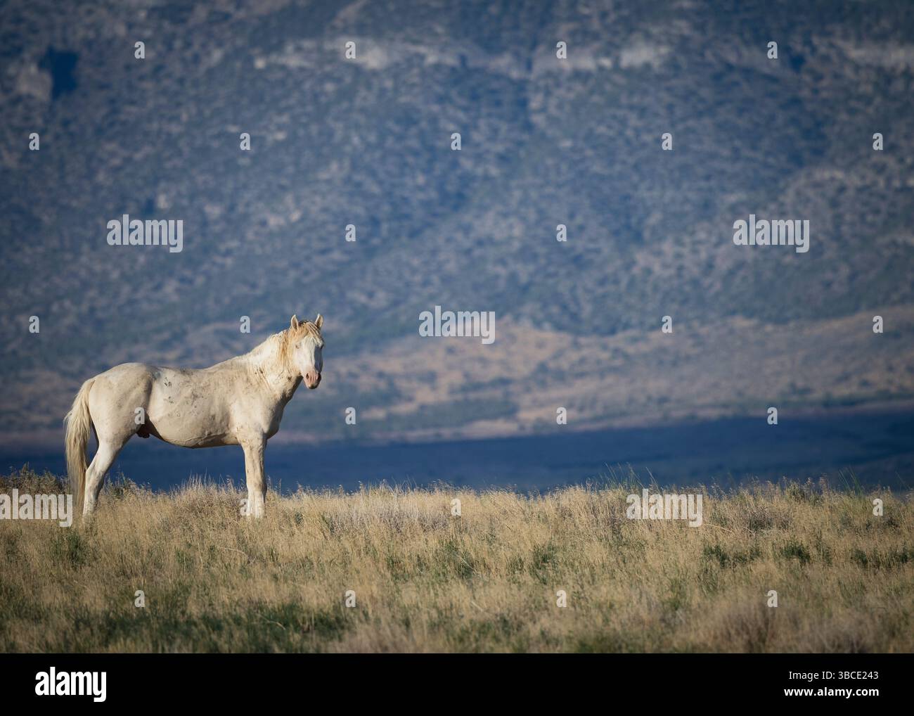 Wildpferdehengst in der West-Wüste Utah auf öffentlichem Land Stockfoto