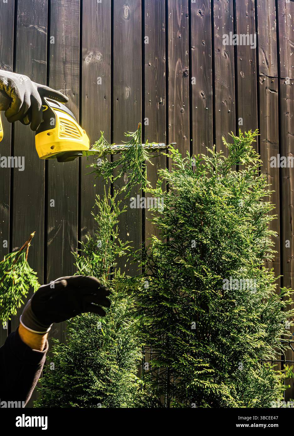 dnger fr thuja hecken Thuja Dnger - Mineralischer NPK Flssigdnger mit Stickstoff