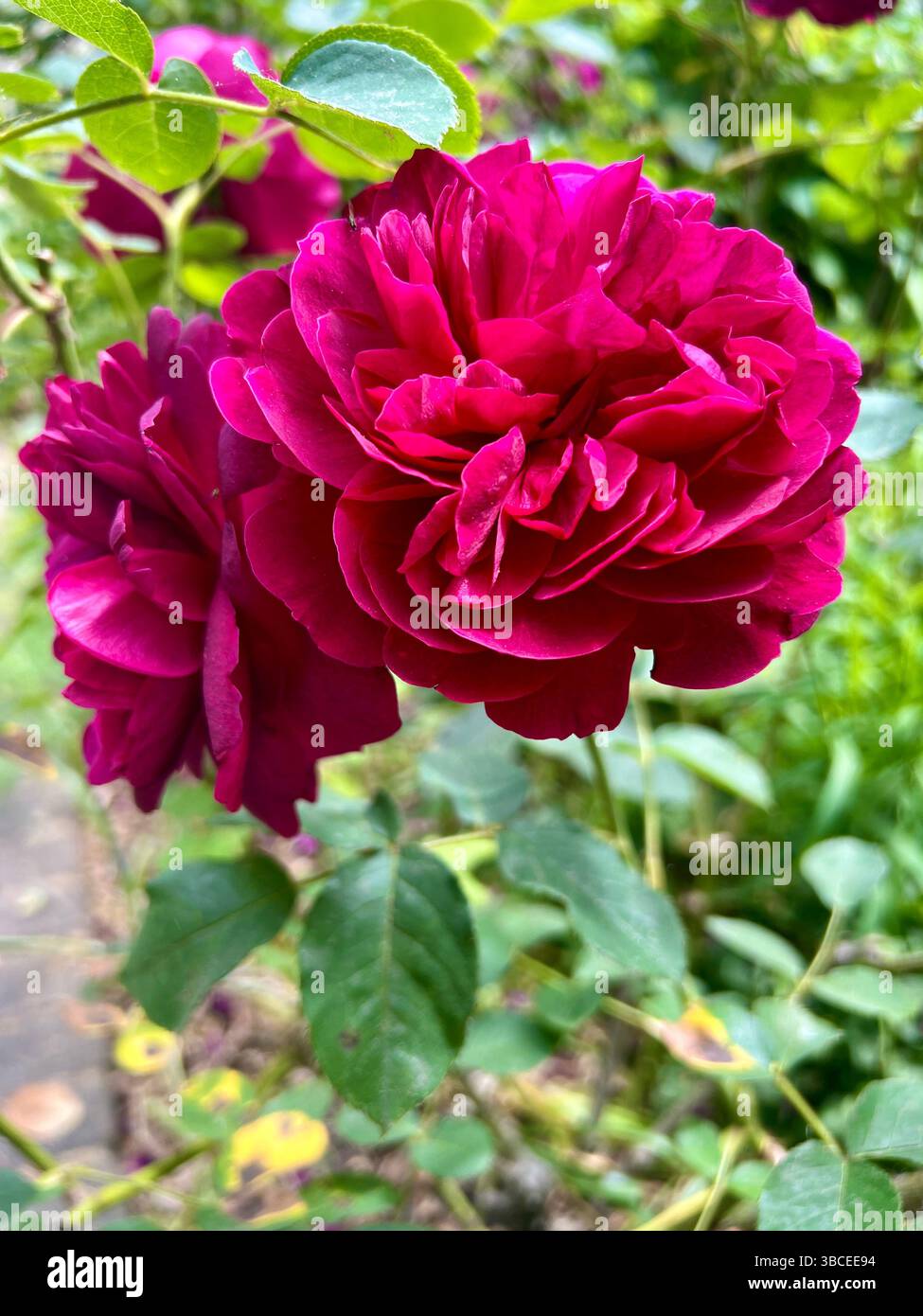 Nahaufnahme von zwei schönen roten Rosen in voller Blüte, die in einem Garten mit Grün im Hintergrund wachsen. Tagsüber genommen, keine Leute. Stockfoto