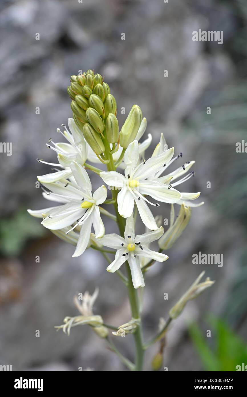 Weiße Frühlingsblumen der Camassia leichtlinii subsp. Leichtlinii oder Quamas, UK Garden May Stockfoto