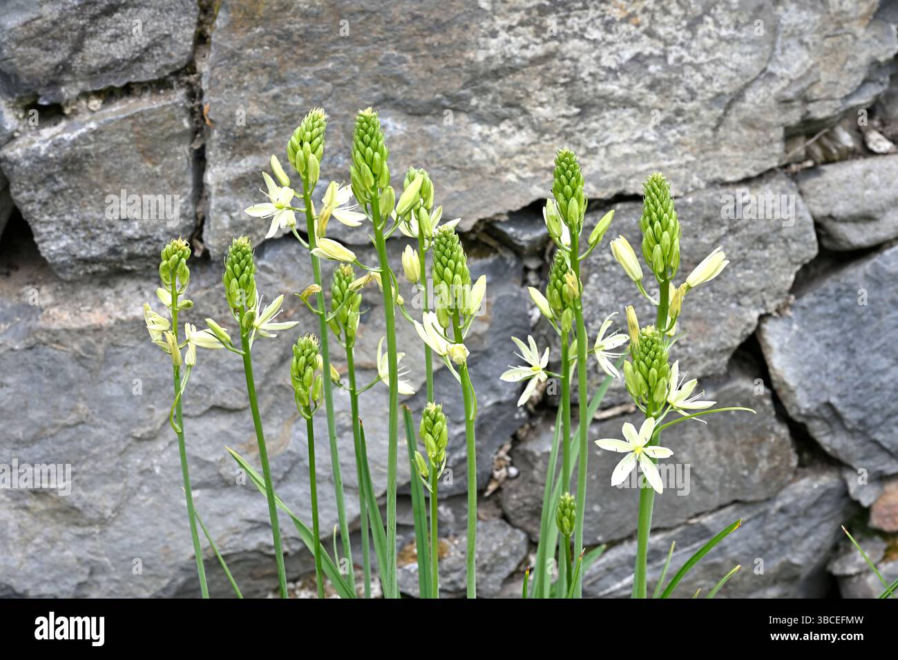 Weiße Frühlingsblumen der Camassia leichtlinii subsp. Leichtlinii oder Quamas, UK Garden May Stockfoto