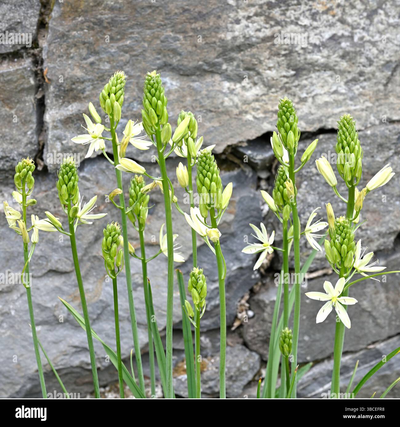 Weiße Frühlingsblumen der Camassia leichtlinii subsp. Leichtlinii oder Quamas, UK Garden May Stockfoto