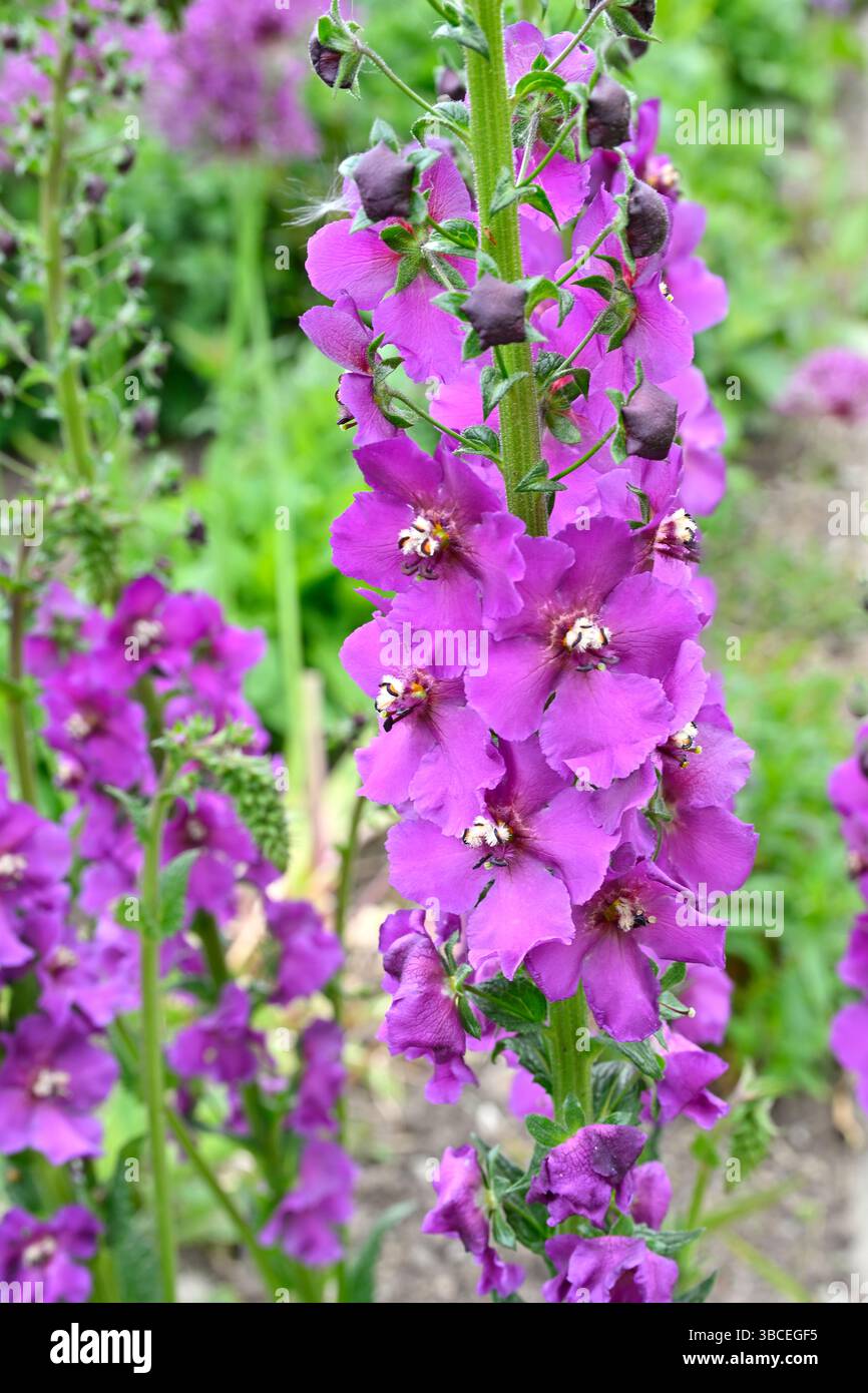 Helle Sommerblumen von violettem Maulein, Verbascum phoeniceum, UK Garden May Stockfoto