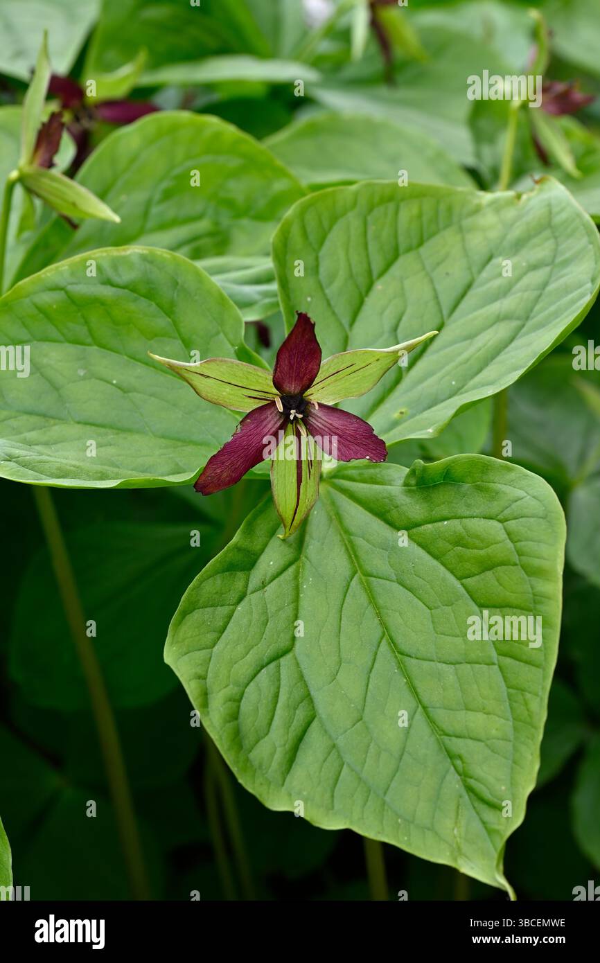Rote Frühlingsblumen von birthroot, Trillium erectum, UK Garden May Stockfoto