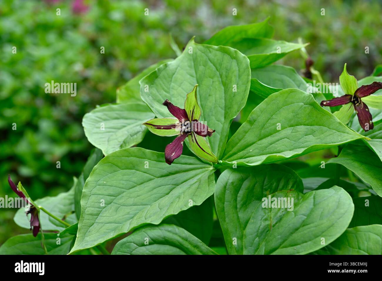 Rote Frühlingsblumen von birthroot, Trillium erectum, UK Garden May Stockfoto