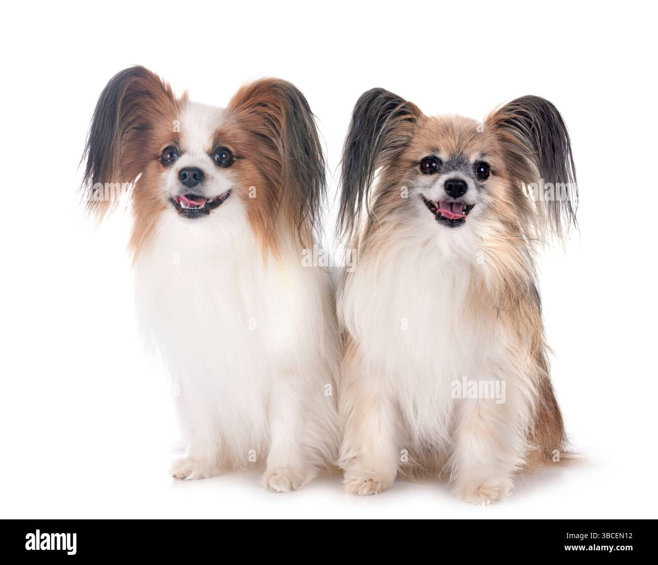 Papillon Hunde vor weißem Hintergrund Stockfoto