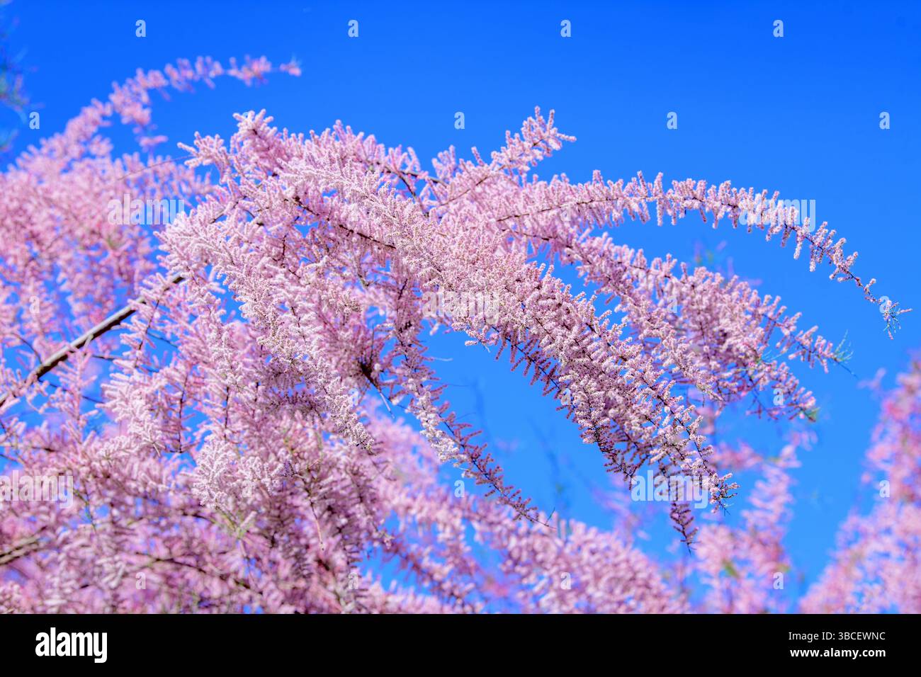 Eine Tamariske Baum im Garten UK Stockfoto
