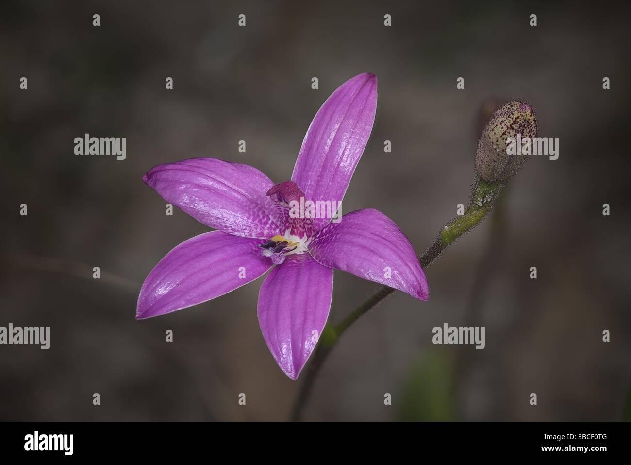 Pink Emaille Orchid (Elythranthera emarginata) fotogrpahed in der Wildnis, Westaustralien. Stockfoto