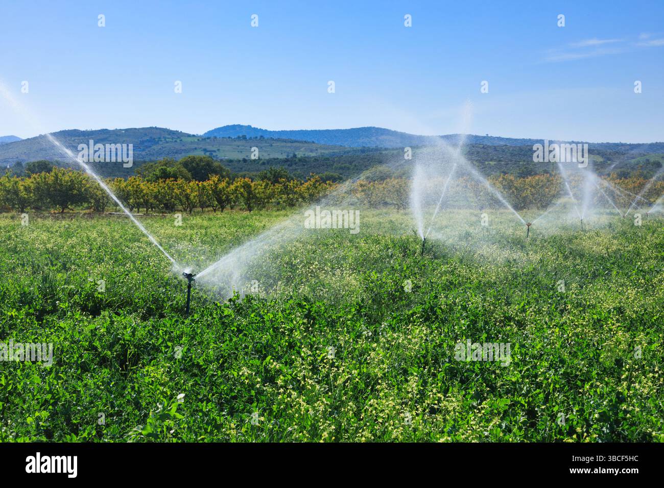 Automatische Sprinkler bewässern ein dichtes grünes Feld in einem ländlichen Ackerland, das eine nachhaltige Landwirtschaft und Bewässerungstechnik darstellt Stockfoto