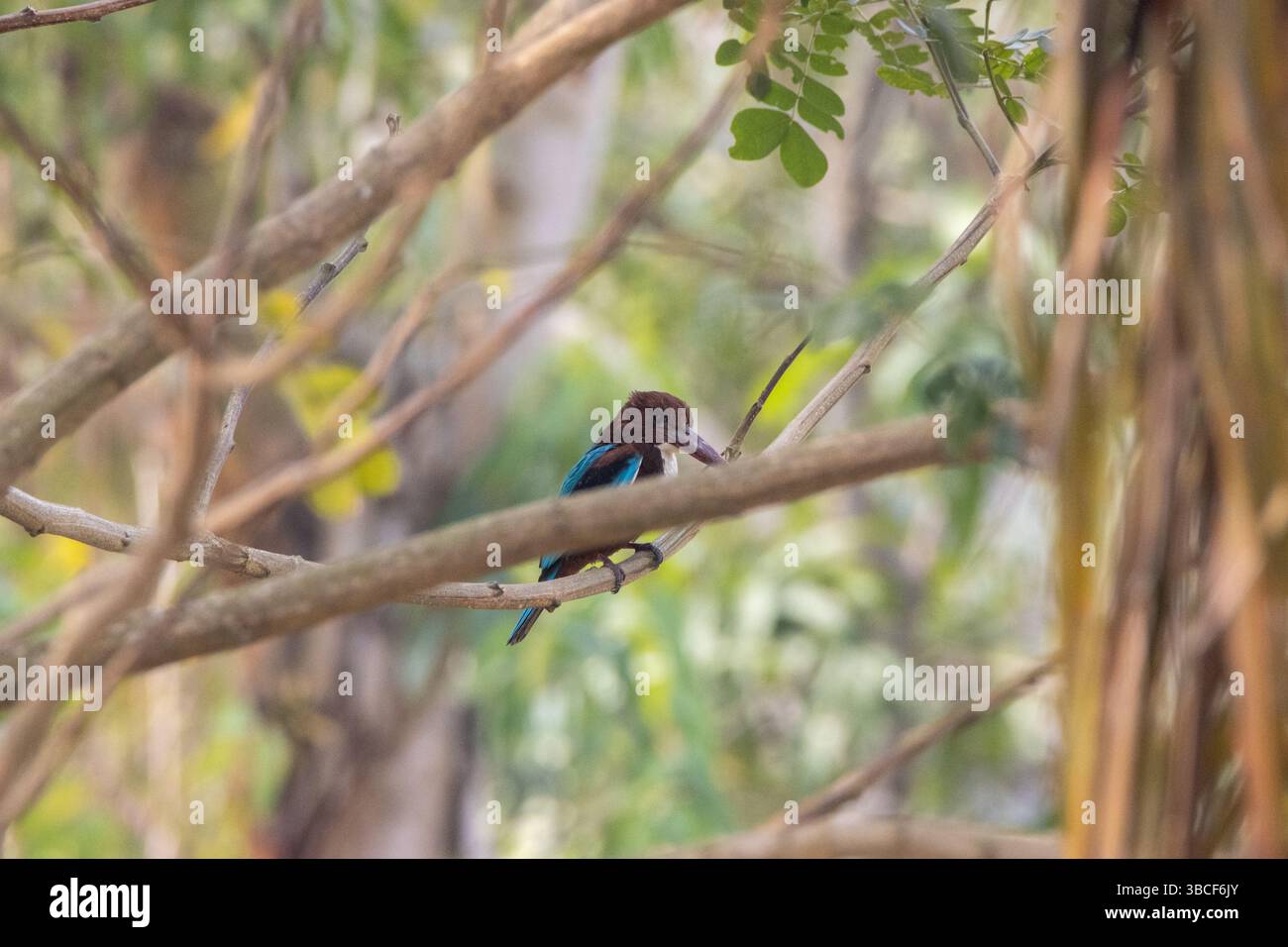 Braunflügeliger eisvogel (Pelargopsis amauroptera), der in einem Baumzweig auf natürlichem Hintergrund liegt Stockfoto