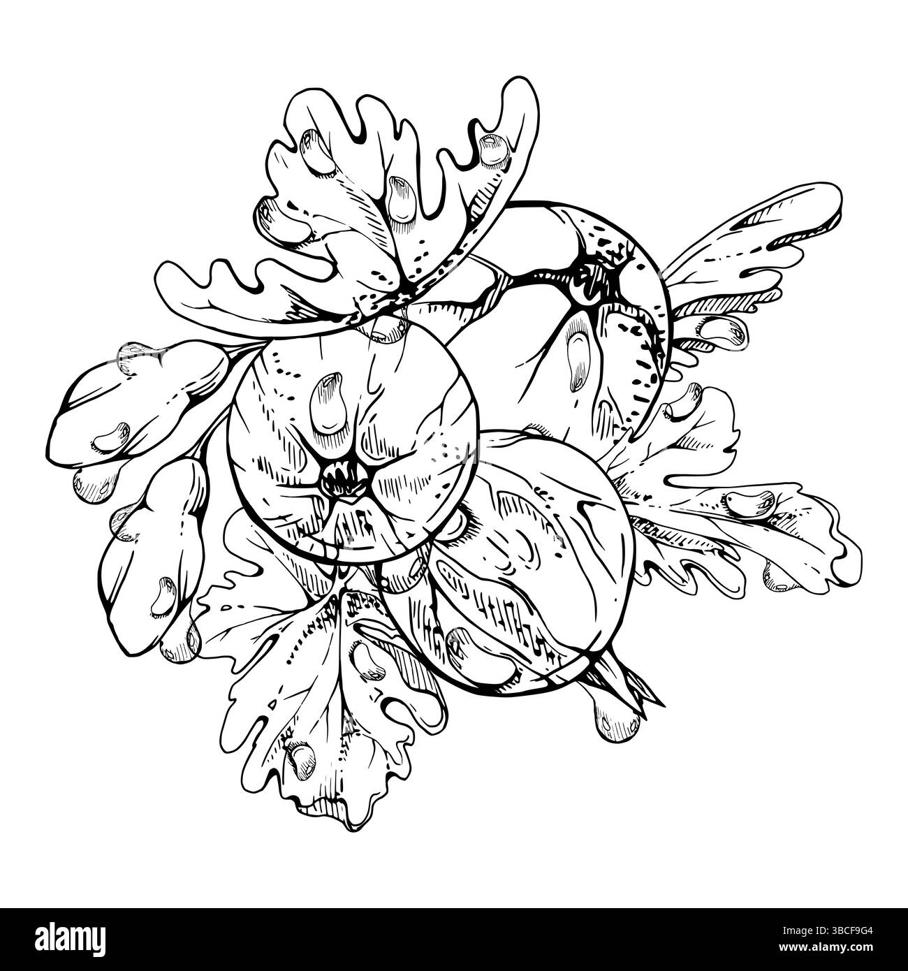 Stachelbeeren hinterlässt Blütenknospen in Wassertautropfen, reifer Garten Johannisbeere Hucklebeere Casseille-Jostaberry. Isolierte botanische Illustration, Hand Stock Vektor