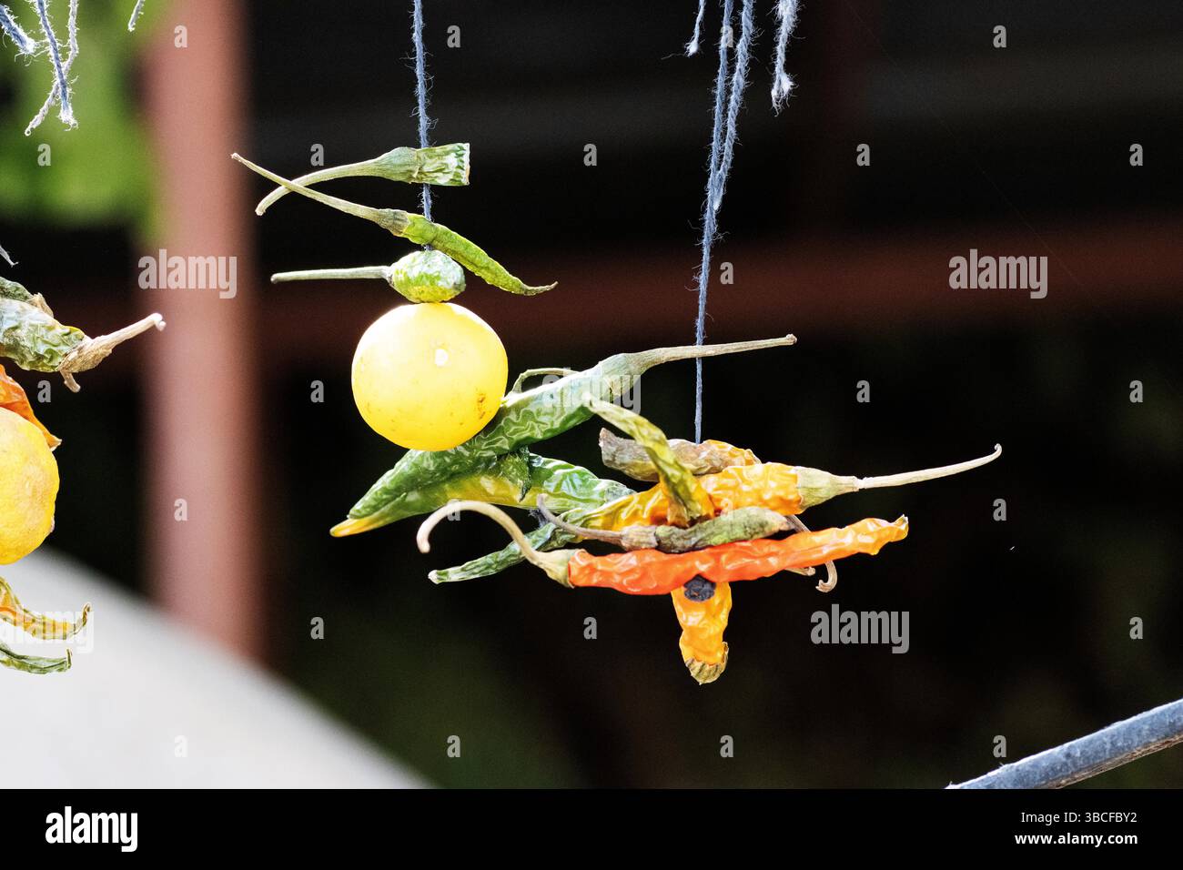 Nimbu Mirchi hilft Chilis und Zitrone, um ein Haus und Geschäft vor bösen Geistern und bösen Augen zu schützen Stockfoto