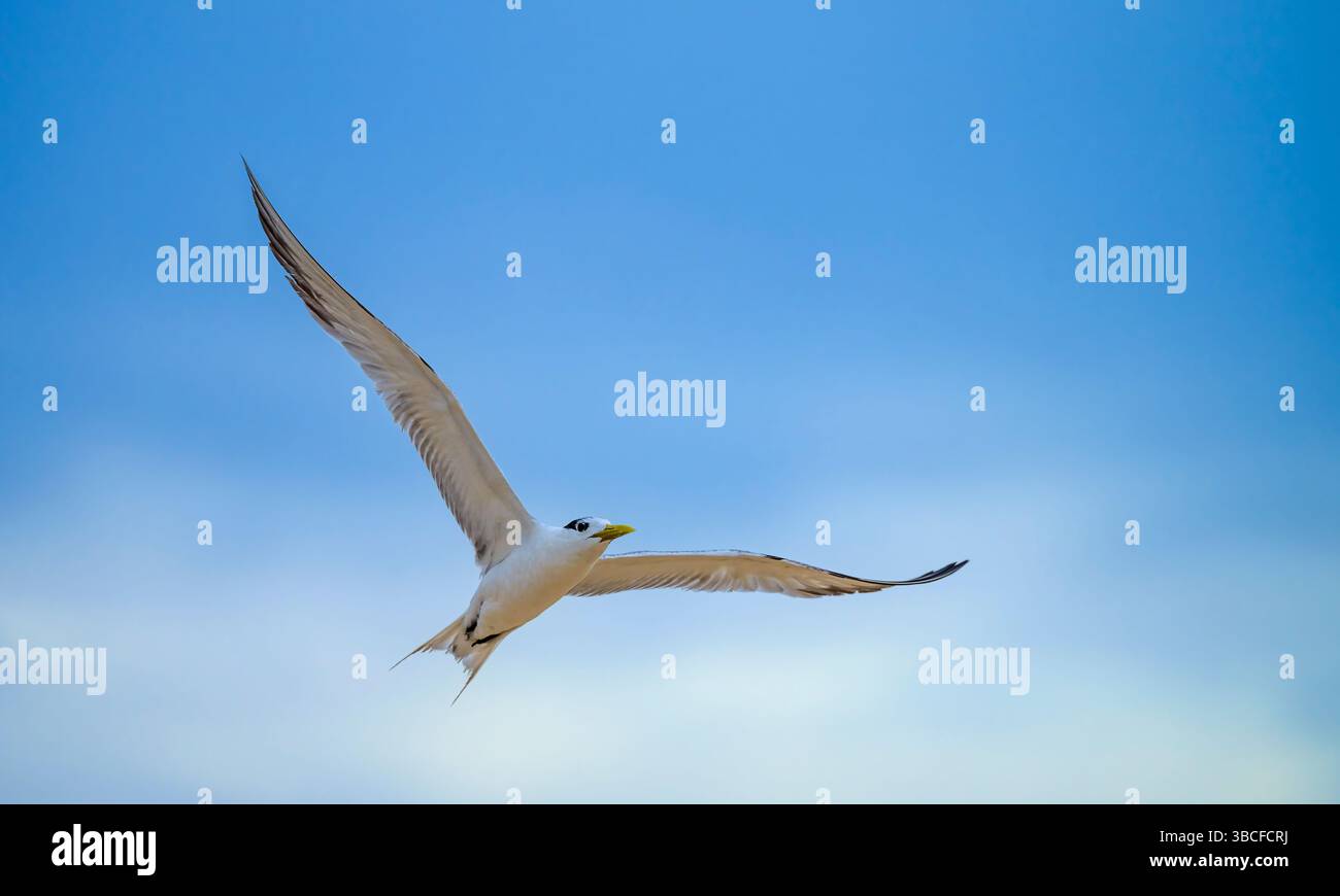 Die Wammseeschwalbe (Thalasseus bergii) im Flug mit einem pastellblauen Himmel Hintergrund in Queensland, Australien. Stockfoto Die Wammseeschwalbe (Thalasseus bergii) im Flug mit einem pastellblauen Himmel Hintergrund in Queensland, Australien. Stockfoto
