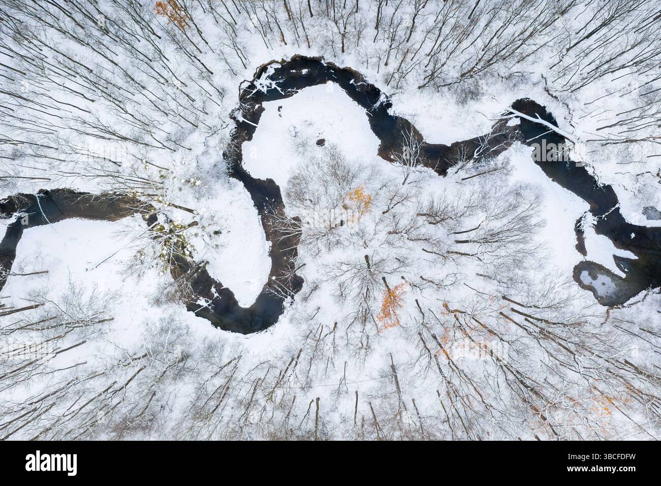 Blick über der Drohne aus der Vogelperspektive auf Bäume ohne Blätter und einen dunklen, mäandernden Fluss in einem wintergefrorenen Waldboden, der alle mit Schnee bedeckt ist Stockfoto