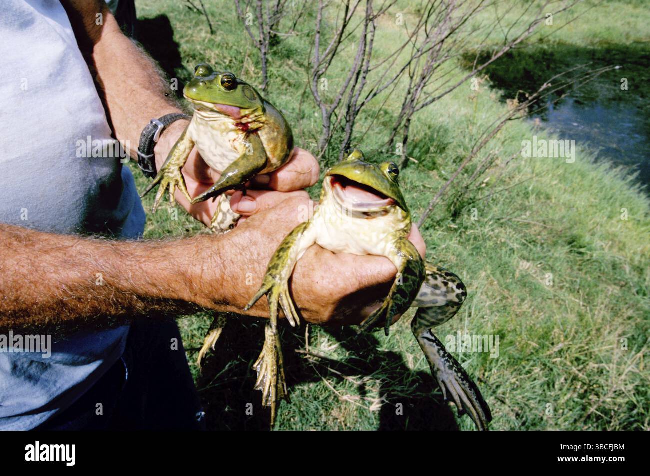Mann mit gefangenen Nordamerikanischen Bullfroschen (Rana catesbeiana), amerikanischer Bullfrosch, USA, Nordamerika Stockfoto