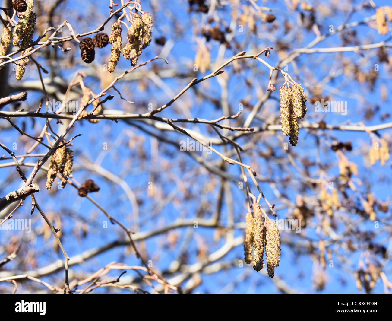 Blühende graue Erle Alnus incana Baum vor blauem Himmel im Frühjahr Stockfoto