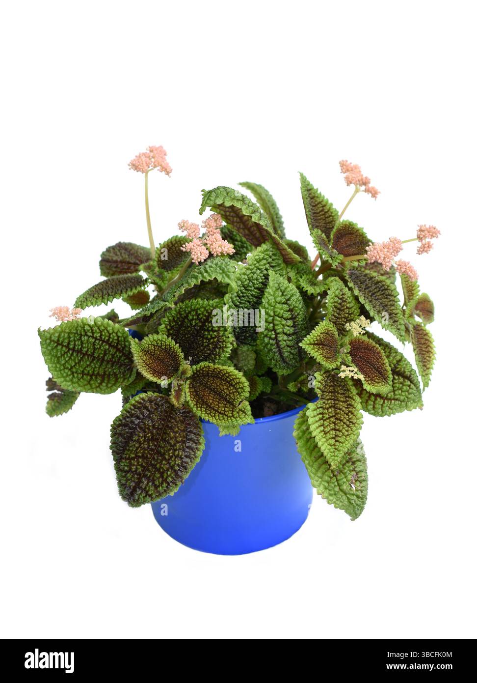 Freundschaft pflanze pilea involucrata -Fotos und -Bildmaterial in hoher  Auflsung  Alamy