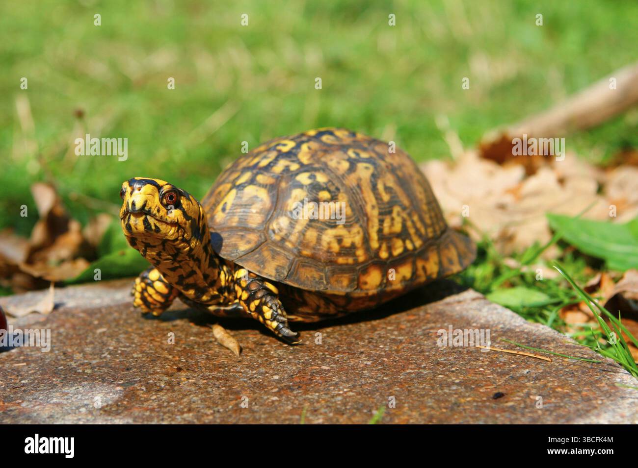 Carolina Terrapin (Terrapin carolina) Stockfoto