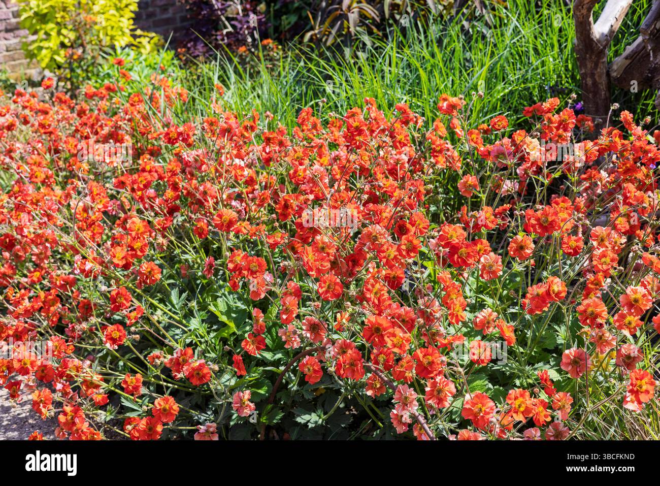 Geum coccineum auch Zwergorangenadern blühende Pflanzen in einem Garten. Stockfoto