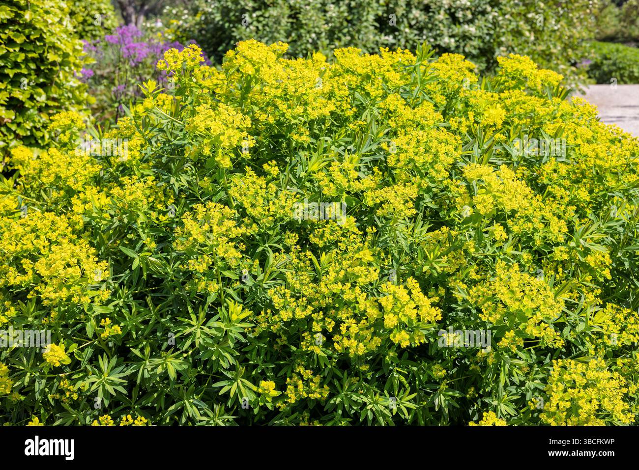Große Pflanze Euphorbia palustris, die Sumpflandschaft oder sumpfeuphorbia mit großen Köpfen aus goldgrünen Brakken. Stockfoto