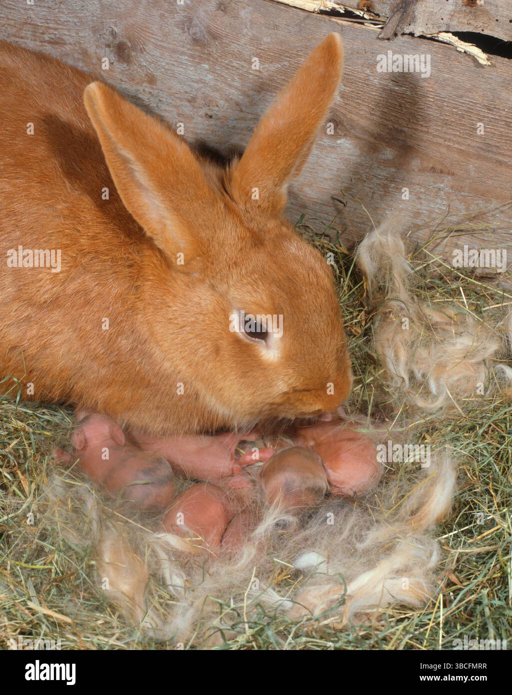 Rotes Neuseeland-Kaninchen mit Kätzchen im Nest, Rotes Neuseeland-Kaninchen, Rotes Neuseeland-Kaninchen Stockfoto