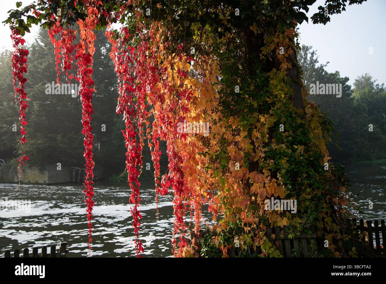 Herbstblätter mit schönen Farben auf einem Baum in der Nähe des Flusses lea Stockfoto