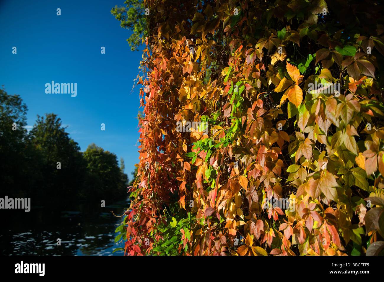 Herbstblätter mit schönen Farben auf einem Baum in der Nähe des Flusses lea Stockfoto