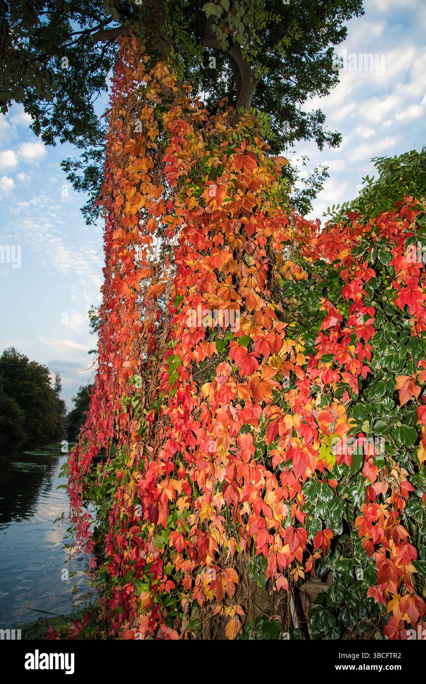 Herbstblätter mit schönen Farben auf einem Baum in der Nähe des Flusses lea Stockfoto