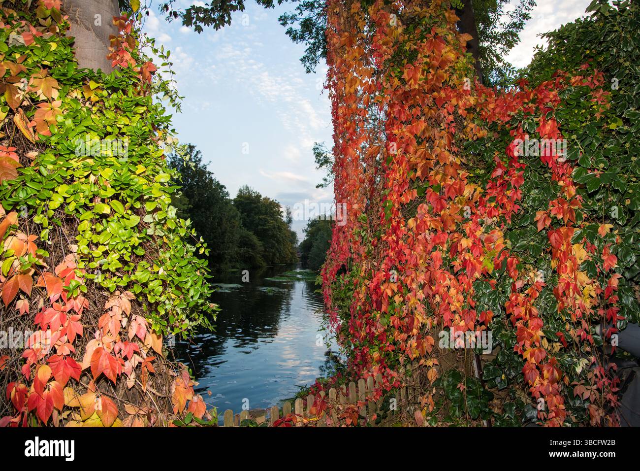 Herbstblätter mit schönen Farben auf einem Baum in der Nähe des Flusses lea Stockfoto