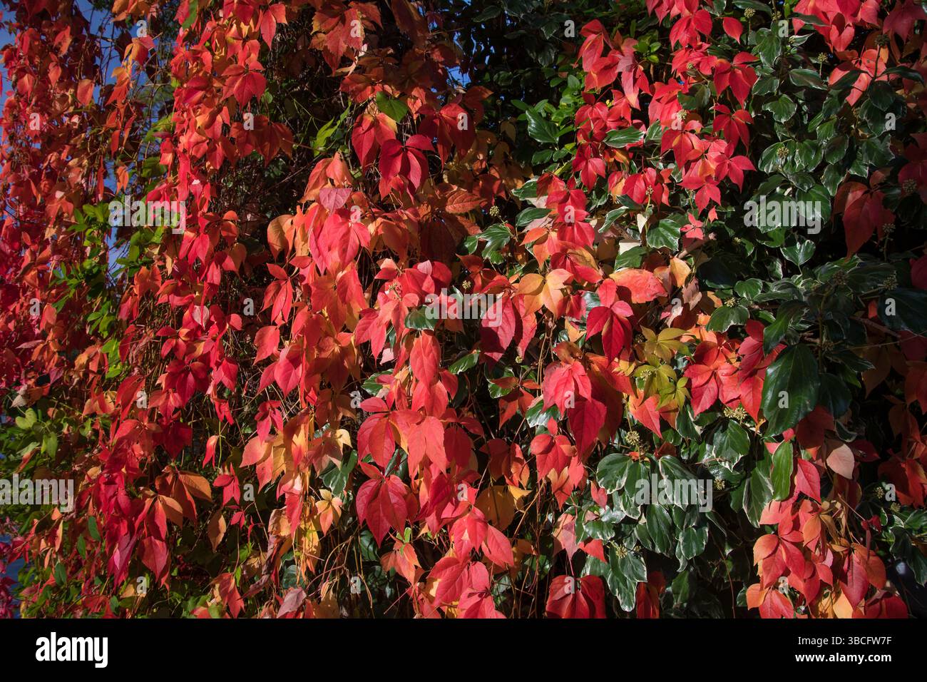 Herbstblätter mit schönen Farben auf einem Baum in der Nähe des Flusses lea Stockfoto
