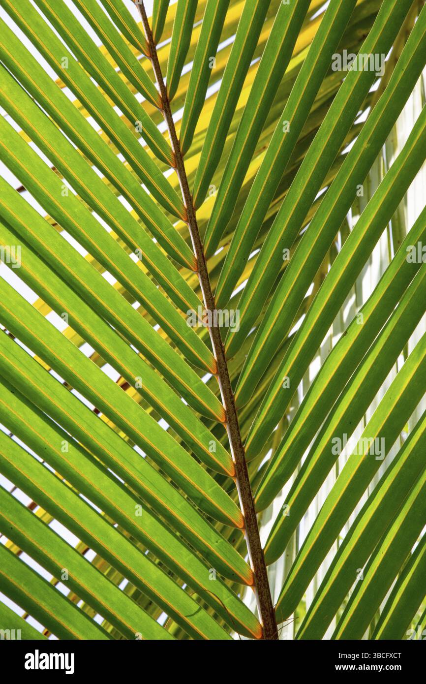 Detail des Blattes einer Palme mit Single Stockfoto