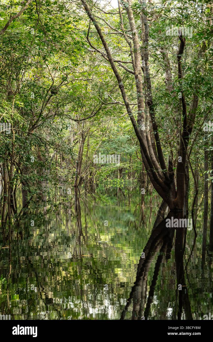 Schwarzwasser überflutete Wälder des Amazonasbeckens. Dieser besondere Lebensraum ist ein schwarzwassersumpf, langsam bewegendes Wasser, dunkel wie Tee, aber klar. Stockfoto