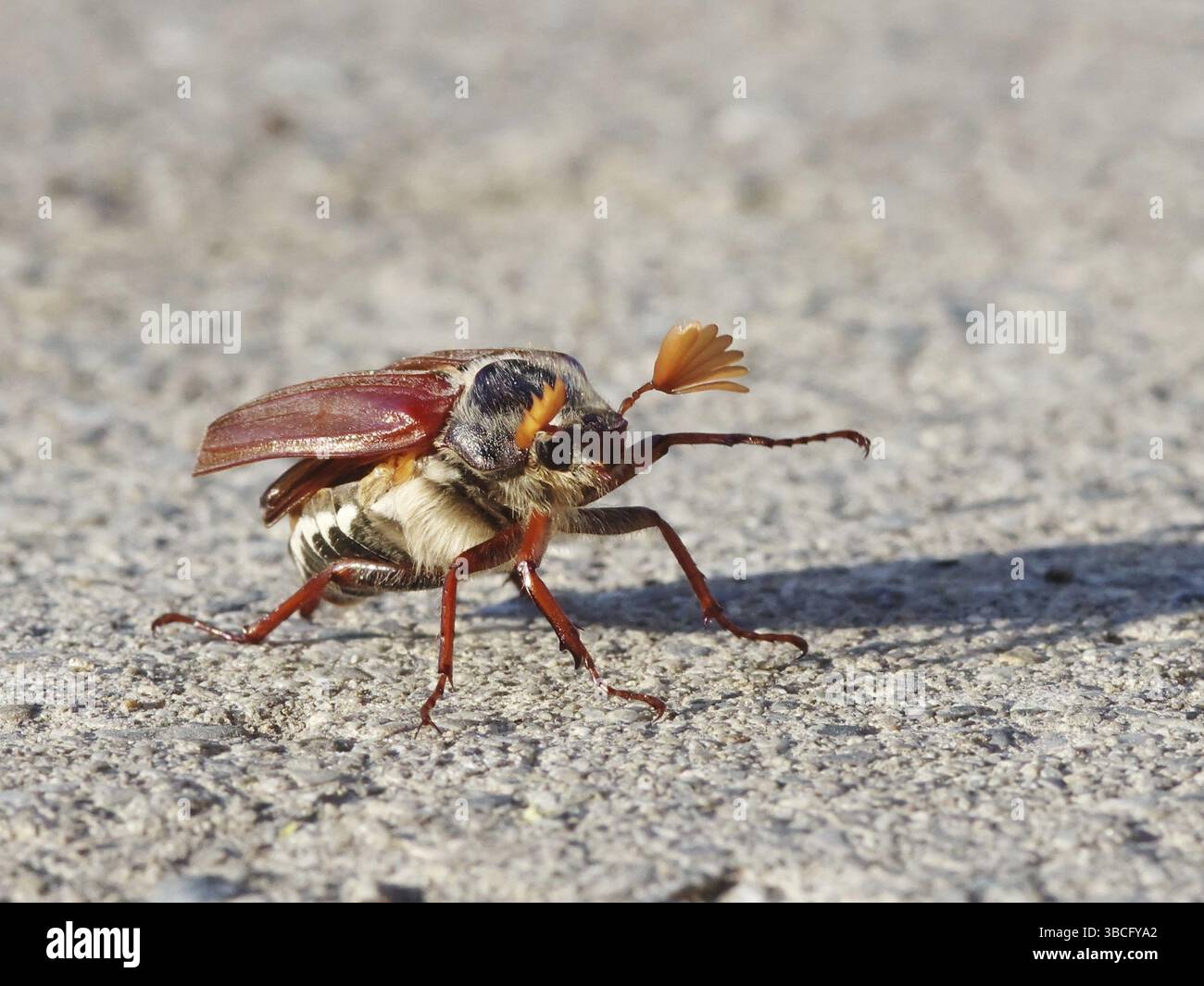 Cockchafer vor dem Start Stockfoto