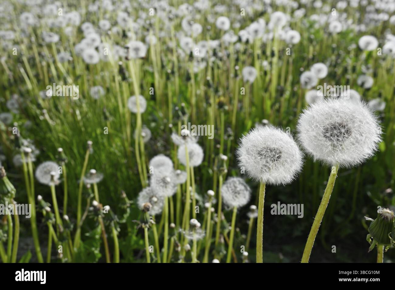 Löwenzahn-Blowballs oder Samenköpfe auf einer Wiese im Sommer Stockfoto