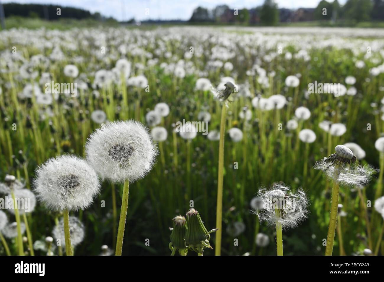 Löwenzahn-Blowballs oder Samenköpfe auf einer Wiese im Sommer Stockfoto