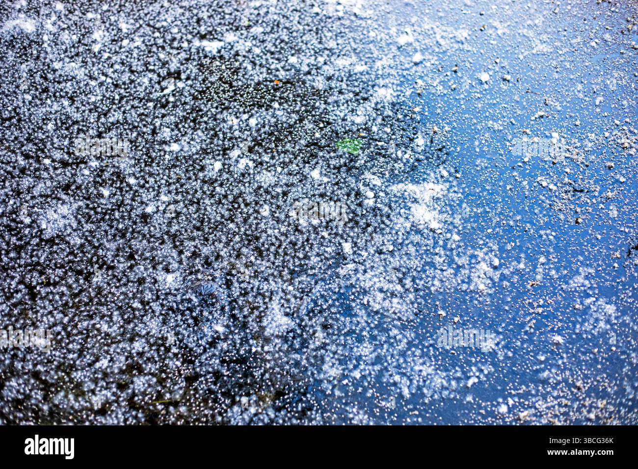 pappelflaume auf nassem Asphalt nach Regen. Allergien und Medikamente Stockfoto