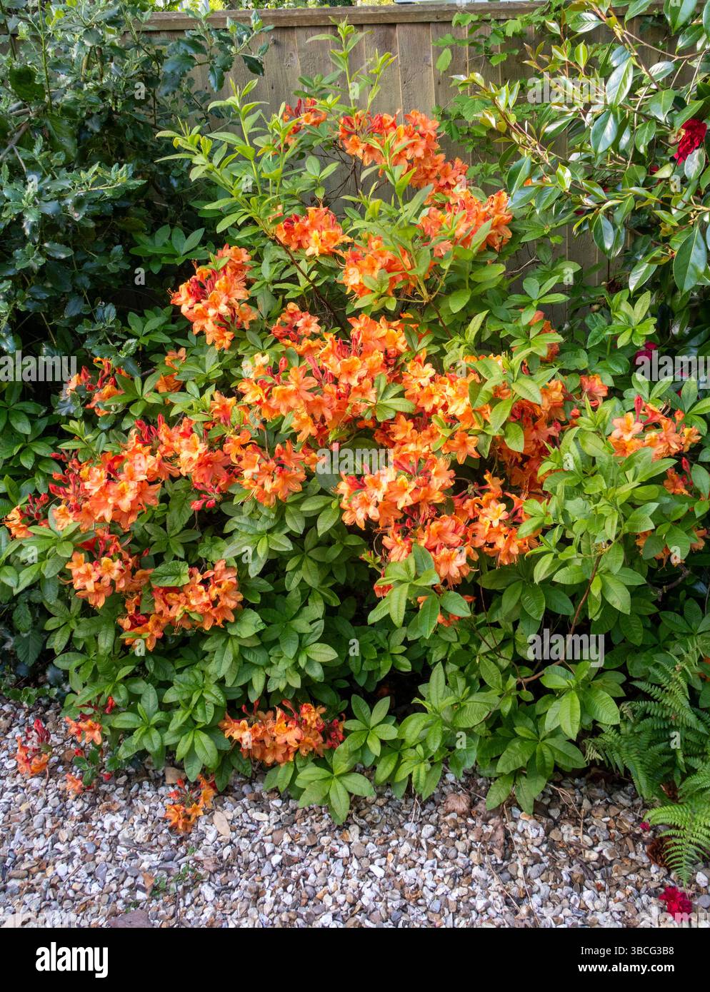 Leuchtende Orangenblüten auf Azalea Gog Knaphill in voller Blüte. Saurer Boden Stockfoto