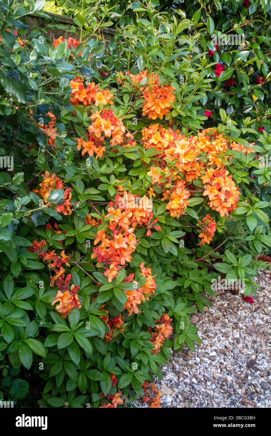 Leuchtende Orangenblüten auf Azalea Gog Knaphill in voller Blüte. Saurer Boden Stockfoto