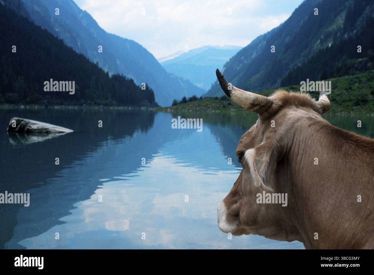 Kuh auf See, Tirol, Österreich, Kuh auf See, Stillup Tal, Tirol, Säugetiere, Säugetiere, Tiere, Haustier, Nutztier, Haustier, ho Stockfoto