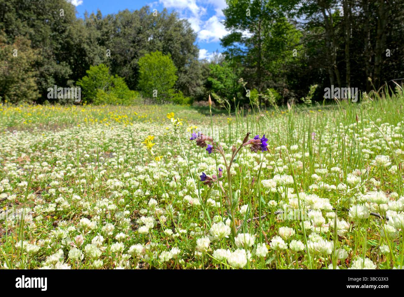 Konzentrieren Sie sich auf die violette Wildblume auf einer verschwommenen Kleeblümmenwiese im Wald von Prato Fiorito (Blumenwiese) im Ätna-Park, Sizilien, Italien Stockfoto