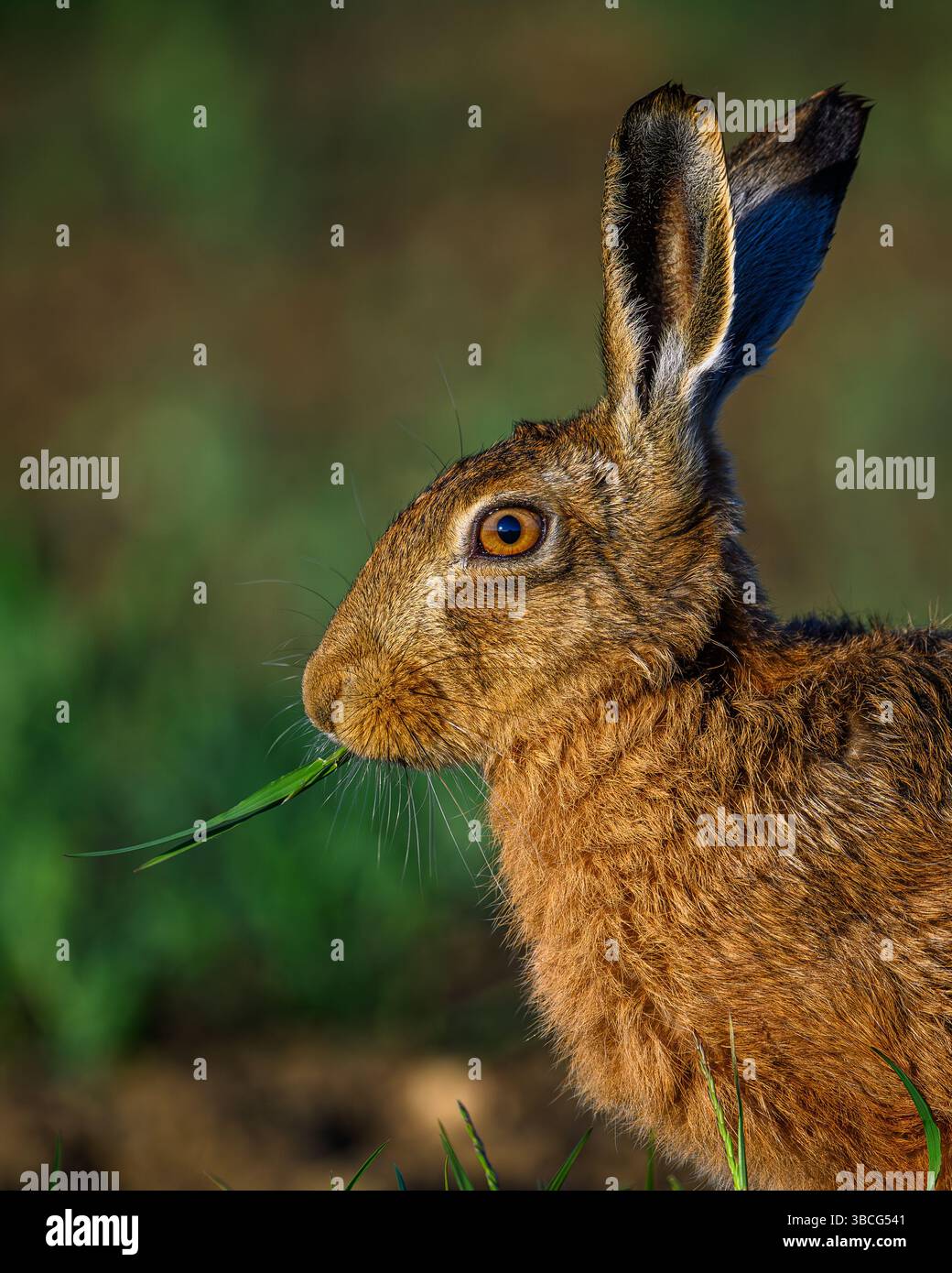 Europäischer Feldhase Stockfoto