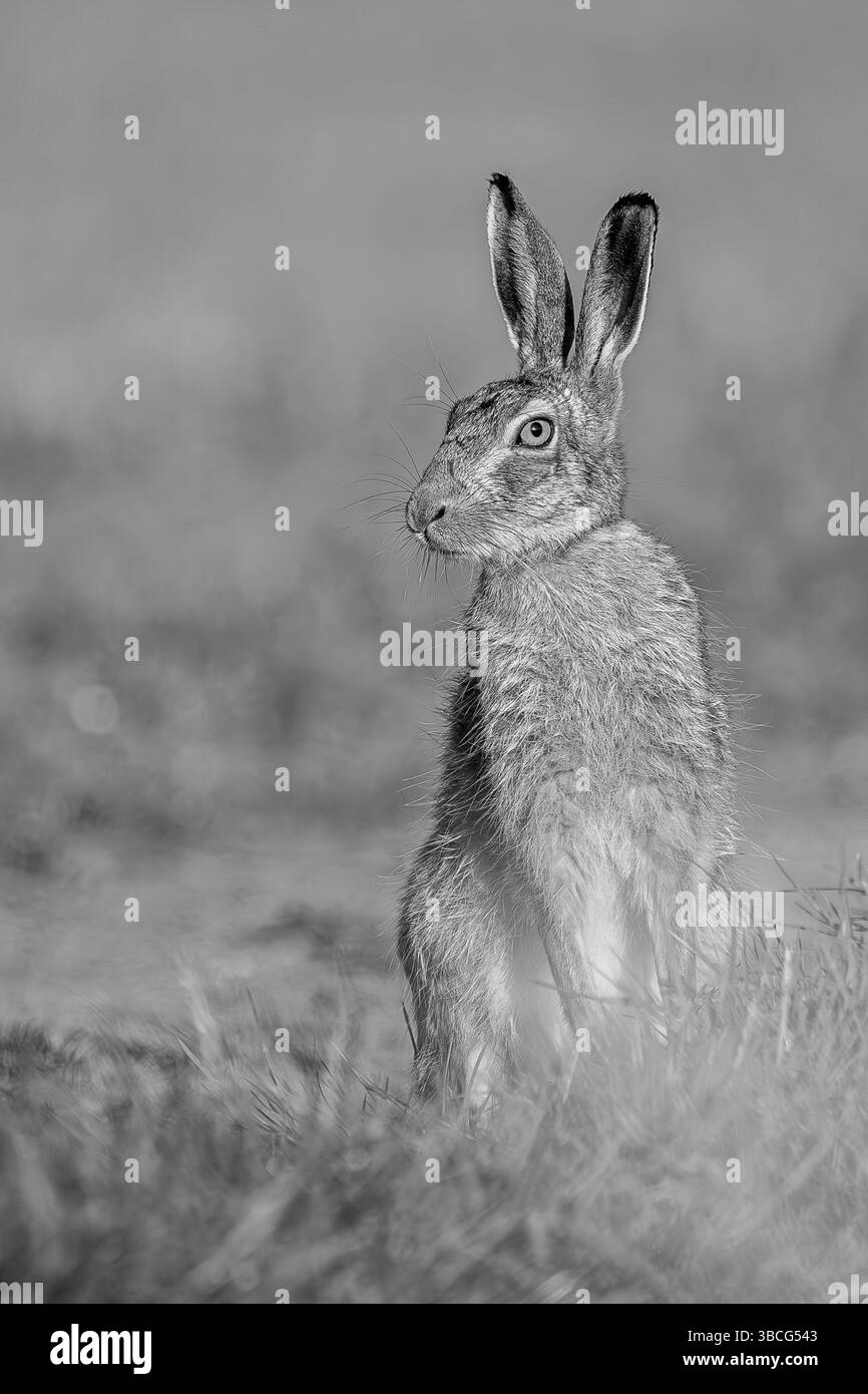 Europäischer Braunhase in Schwarz-weiß. Stockfoto