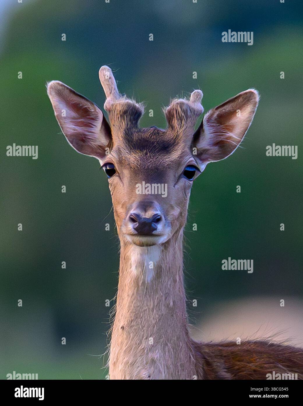 Damhirsch mit Samtgeweih Stockfoto