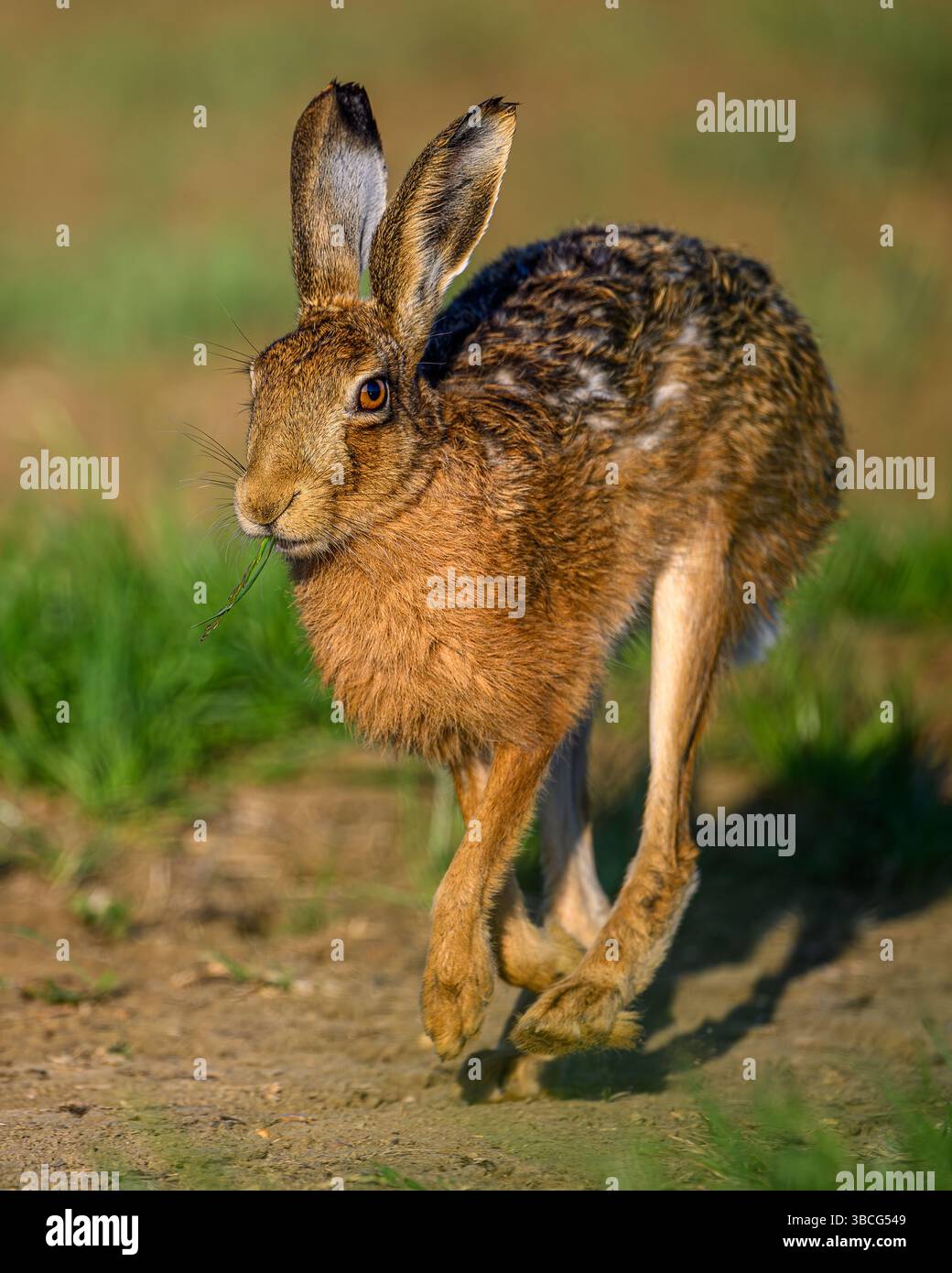 Europäischer Feldhase Stockfoto